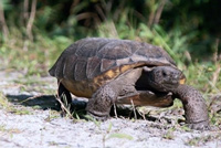 [Video] Getting Your Employees Out of Their Shells: A Leadership Lesson Inspired By Turtles